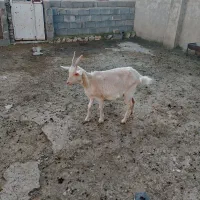 بز سانن اصل درجه یک|حیوانات مزرعه|دشت ذهاب, |دیوار