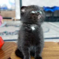 گربه اسکاتیش فولد