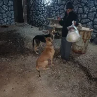 واگذاری سگ گرگی