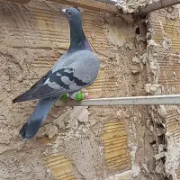 هفرنگ کبود خطی ماده