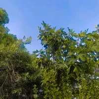 خونه فروشی (500)