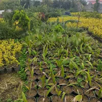 انواع گل های باغچه|گل و گیاه طبیعی|کتالم و سادات شهر, |دیوار