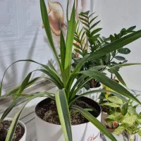 چندتا گل طبیعی