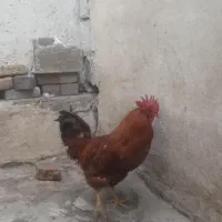 خورس|حیوانات مزرعه|تبریز, |دیوار