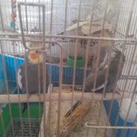 یک جفت عروس هلندی نروماده