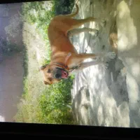 سگ مژدگانی|سگ|زاوه, |دیوار