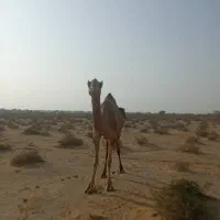 شتر آووس