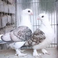 سلام دوستان دو عدد جوجه ساتن بلژیکی اصل