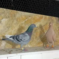 کفتر.پرنده|پرنده|مشهد, انصار|دیوار