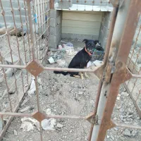 سگ نگهبان|سگ|زاهدان, |دیوار