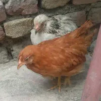 یک خروس و مرغ کوچک
