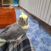 پرنده عروس هلندی فروشی|پرنده|تهران, اوقاف|دیوار