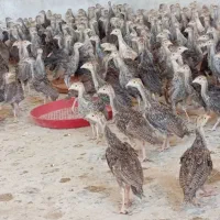 جوجه بوقلمون دو ماهه
