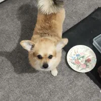 سگ پامرانین