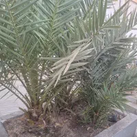 نخل|گل و گیاه طبیعی|اصفهان, علی قلی آقا|دیوار