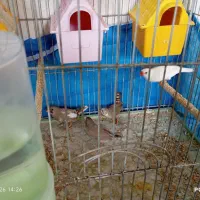 ۴عدد فنچ همراه قفس  1میلیون تومن عروس هلندی