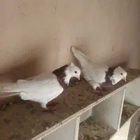 طوقی سرخ عنابی