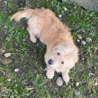 سگ پاکوتا حرف گوش‌کن|سگ|بابل, |دیوار