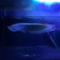 آروانا سیلور گریدA|ماهی|بوشهر, |دیوار