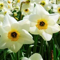 اسکناس تراول نو کلکسیون شاباش تولد