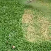 علفتراشی و حرس علفهای حرض باغ و مزارع|خدمات باغبانی و درختکاری|لنگرود, |دیوار