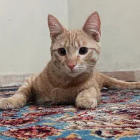 واگذاری گربه