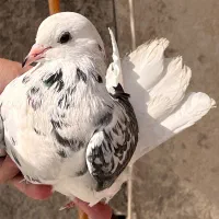 کفتر گرفتنی