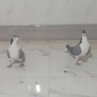 کیوتر دمگیر|پرنده|شاهین‌شهر, گزبرخوار|دیوار