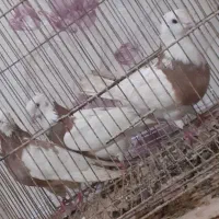 شادگان|پرنده|عباسآباد, |دیوار