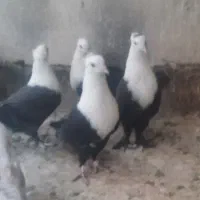 کفتر کولر گازی