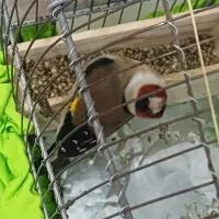 سهره یک ماه قفس|پرنده|بروجرد, |دیوار