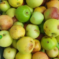 شیره سیب یا شربت سیب|خوردنی و آشامیدنی|شیراز, صاحب الزمان|دیوار