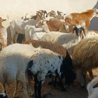 کهره گیسه بز خود بندرعباس با قصابی رایگان|حیوانات مزرعه|بندرعباس, |دیوار