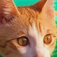 آقا کدو|گربه|آستانه اشرفیه, |دیوار