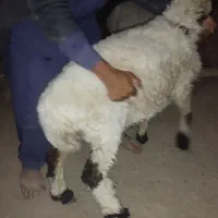 بره مخصوص قربانی