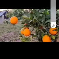 زمین-مسکونی-خوشقواره-میخوای-بیا-املاک-ابوالفضل