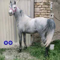 مادیان کرداصیل|اسب و تجهیزات اسب‌سواری|رزن, |دیوار