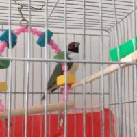 فنچ گلدین|پرنده|اردبیل, |دیوار