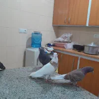 پرنده لوت.طوقی