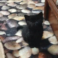 واگذاری گربه