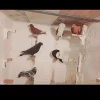 نقدفقط|پرنده|کرمان, |دیوار