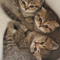 واگذاری توله گربه اسکاتیش گلد