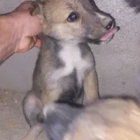 توله سگ مالینویز