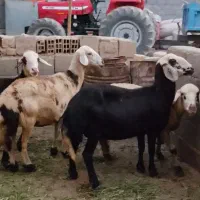 فروش چهارراس میش یک راس نربز|حیوانات مزرعه|زند, |دیوار