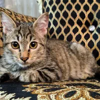 واگذاری بچه گربه ببری