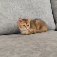 گربه های خانگی اصیل