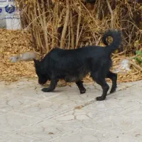 یک عدد پاپی ماده مشکی