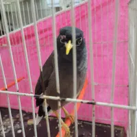 مرغ مینا|پرنده|گلبهار, شهر جدید گلبهار|دیوار