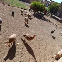 گوشی نو سالم بدون استفاد.     مرغ.     خ. رو س