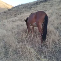 قاتر|حیوانات مزرعه|کلات (خراسان), |دیوار